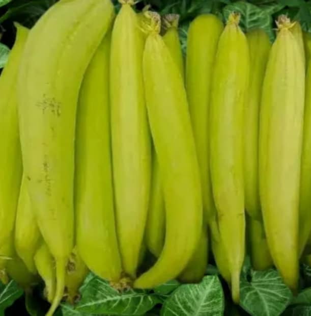ক্যালরির পরিমাণ অনেক কম এবং ফোলেট, পটাশিয়াম ও ম্যাগনেসিয়ামের পরিমাণ বেশি থাকায় হার্টের ভাল রাখে। এতে থাকা ফাইবার স্ট্রোক হওয়ার ঝুঁকি কমায় । এই সবজি দৃষ্টিশক্তি ভালা রাখে। প্রচুর পরিমাণে ভিটামিন সি এবং বিটা ক্যারোটিন থাকায় চোখের দৃষ্টি উন্নত করে।