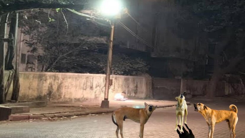 কোনও দুর্ঘটনায় আঘাত পেলে বা শরীর খারাপ থাকলে কুকুর রাতে কেঁদে ওঠে। এই কান্নার কারণ সঙ্গীকে জানান দেওয়া। পাশাপাশি, অন্য এলাকা থেকে কুকুর এলেও বাকি কুকুরদের সজাগ করতে কুকুর রাতে ডাকে। অস্বাভাবিক কিছু দেখলেও কুকুর পরিত্রাহি ডাকতে শুরু করে, যা কান্নার মতো শোনায়।
