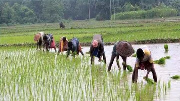 কৃষিকাজ