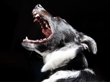 রাতে পাড়ায়-পাড়ায় কুকুর কেঁদে ওঠে! কিন্তু কেন ? বৈজ্ঞানিক কারণ জানলে চমকে যাবেন