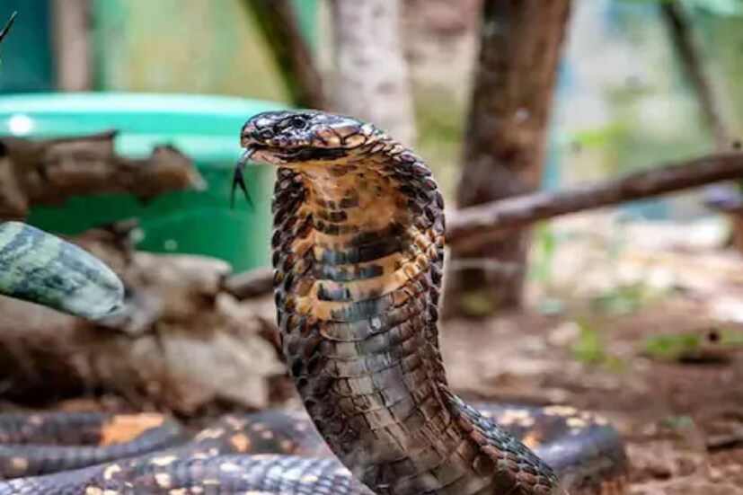 নাগমণির মতো ভ্রান্ত ধারণার কারণে প্রতি বছর হাজার হাজার সাপ মারা হয় বলে ক্ষোভ প্রকাশ করেন তিনি। এসসিআই-এআরটি ল্যাবে (SCI-ART LAB) প্রকাশিত একটি প্রতিবেদনে ডা. কৃষ্ণা কুমারী চাল্লাও নাগমণির দাবিকে খণ্ডন করেছেন। তিনি লিখেছেন যে নাগমণি বা ভাইপার স্টোন বা স্নেক পার্ল বলে কিছু হয় না। বরং এটি একটি প্রাণীর হাড় বা পাথর, যা আফ্রিকা, দক্ষিণ আমেরিকা, ভারত এবং অন্যান্য দেশে সাপের কামড়ের ওষুধ হিসাবে ব্যবহৃত হয়।