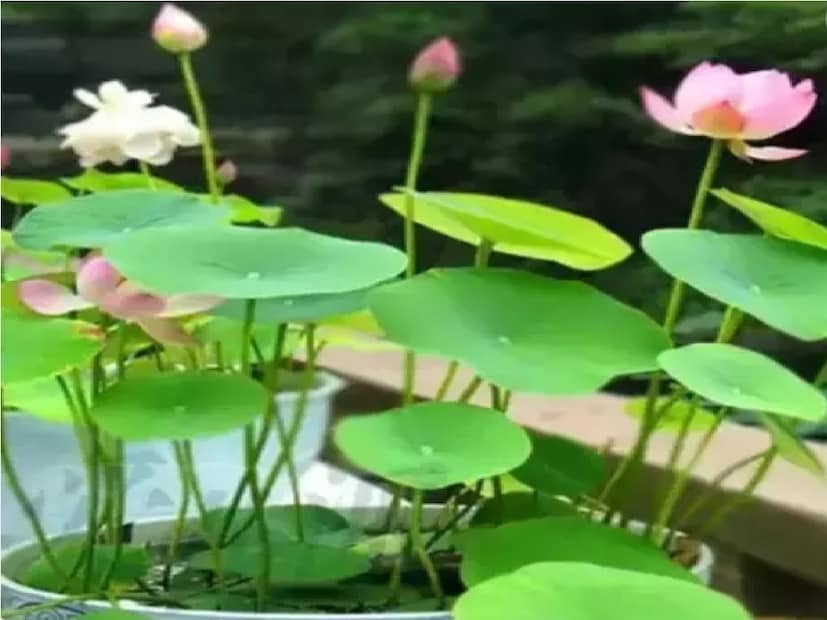 ভারতে পদ্ম ফুলের অপরিসীম ধর্মীয় গুরুত্ব রয়েছে। পদ্মকে ব্রহ্মা, লক্ষ্মী এবং সরস্বতীর আসন হিসাবে বিবেচনা করা হয়। পদ্ম উদ্ভিদ পবিত্রতা এবং ইতিবাচক শক্তির প্রতীক। জলে ফুটে থাকা পদ্ম যখন কাদায় ফোটে, তখন তা অন্যরকম রূপ নেয়৷
