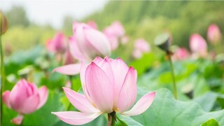 পদ্মফুল