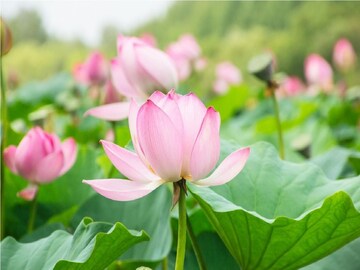 পদ্মফুল