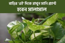 একমাত্র ঘরের 'এই দিকে' মানিপ্ল্যান্ট রাখলেই টাকার বৃষ্টি হবে,অন্যথায় দারিদ্র..!