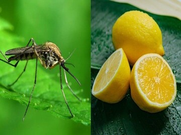 মশার উৎপাতে কাবু? ডেঙ্গি ম্যালেরিয়া থেকে বাঁচতে অবলম্বন করতে পারেন এই টোটকা