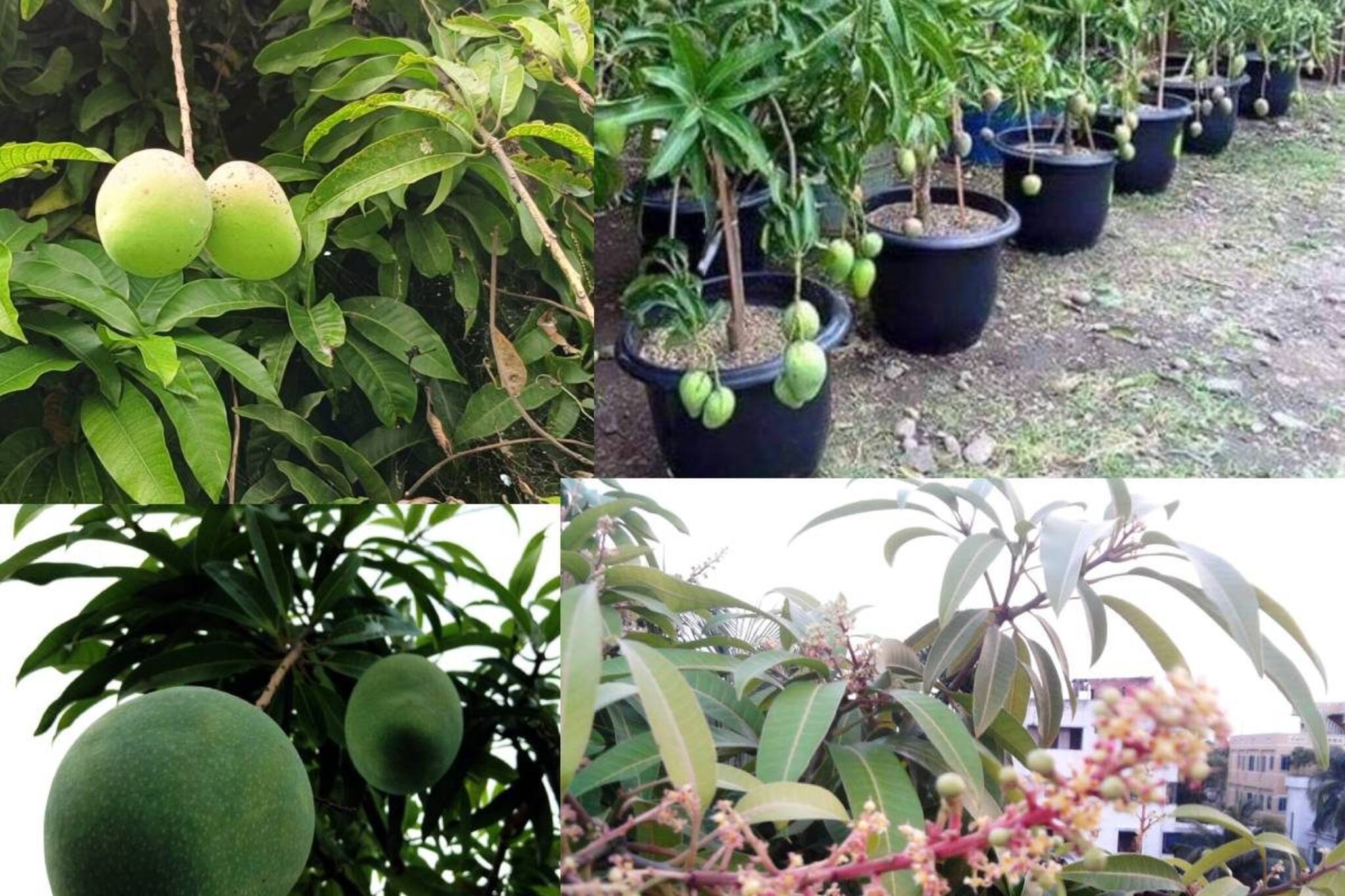 ছাদের টবের গাছেই ফলবে ঝুড়ি ঝুড়ি আম! শুধু করুন এই ছোট্ট কাজ