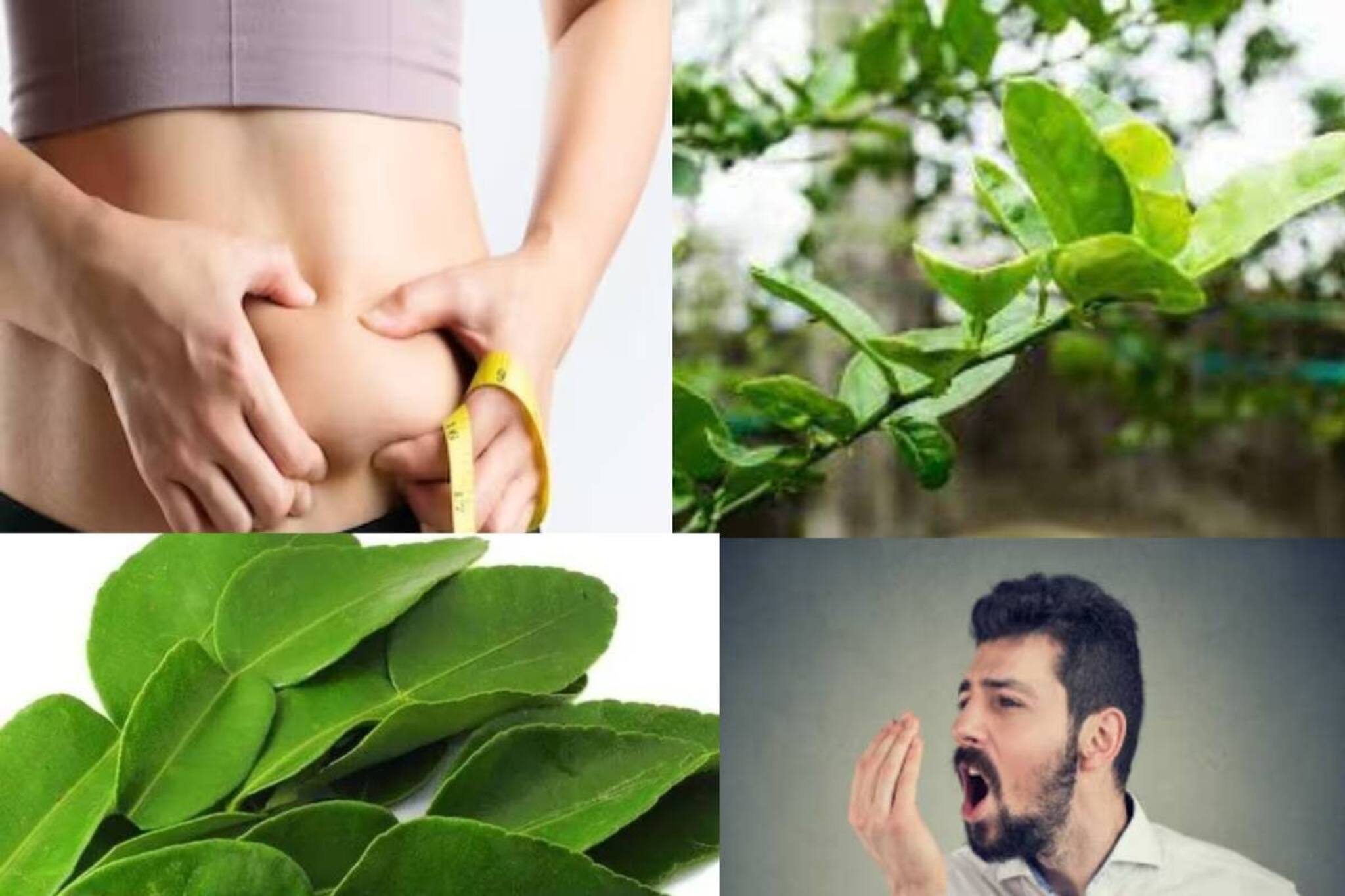 বাড়িতে লেবুগাছ আছে? পালাবেই মুখের দুর্গন্ধ, বাড়তি ওজন আর বদহজম