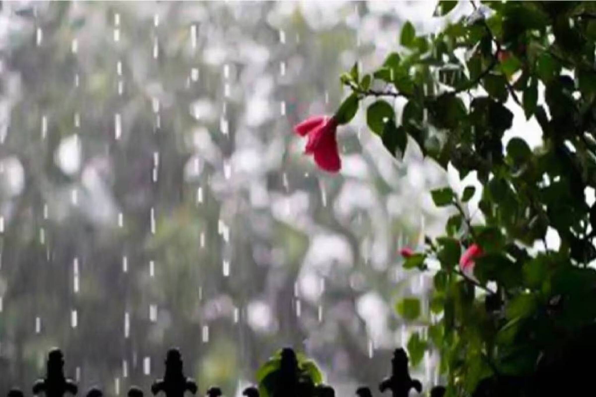 শুক্রবারও ঝড়বৃষ্টি ‘এই’ জেলাগুলিতে! কলকাতাও কি ভিজবে? অকালবর্ষণের বড় আপডেট