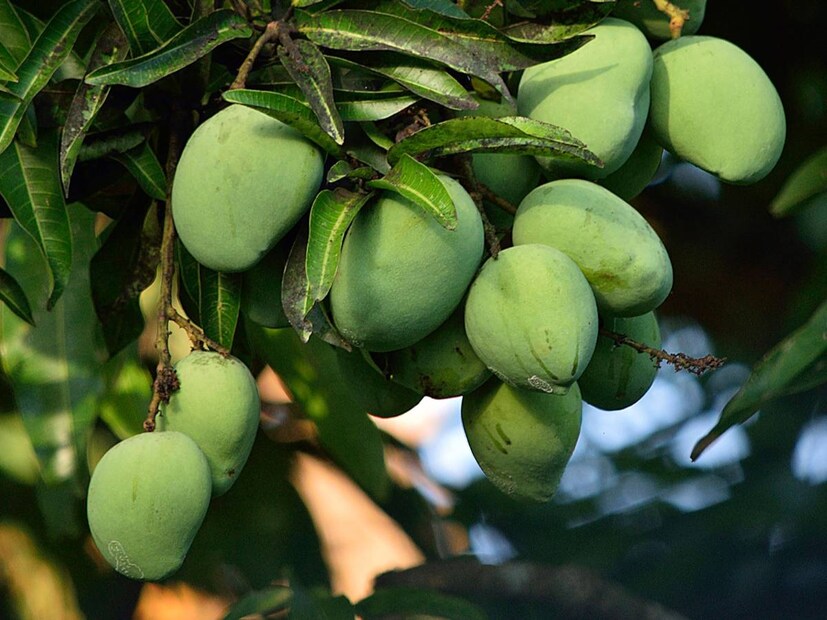 কাঁচা আমের গুঁড়ো, যা আমচুর নামে বেশি পরিচিত, স্কার্ভি রোগের জন্য একটি ভাল ওষুধ হিসাবে বিবেচিত হয়। কারণ কাঁচা আমে প্রচুর পরিমাণে ভিটামিন সি থাকে। যার অভাবে স্কার্ভি হয়। একই ভিটামিন রক্তনালীগুলির স্থিতিস্থাপকতা উন্নত করে। লোহিত রক্তকণিকা উৎপাদন করে।