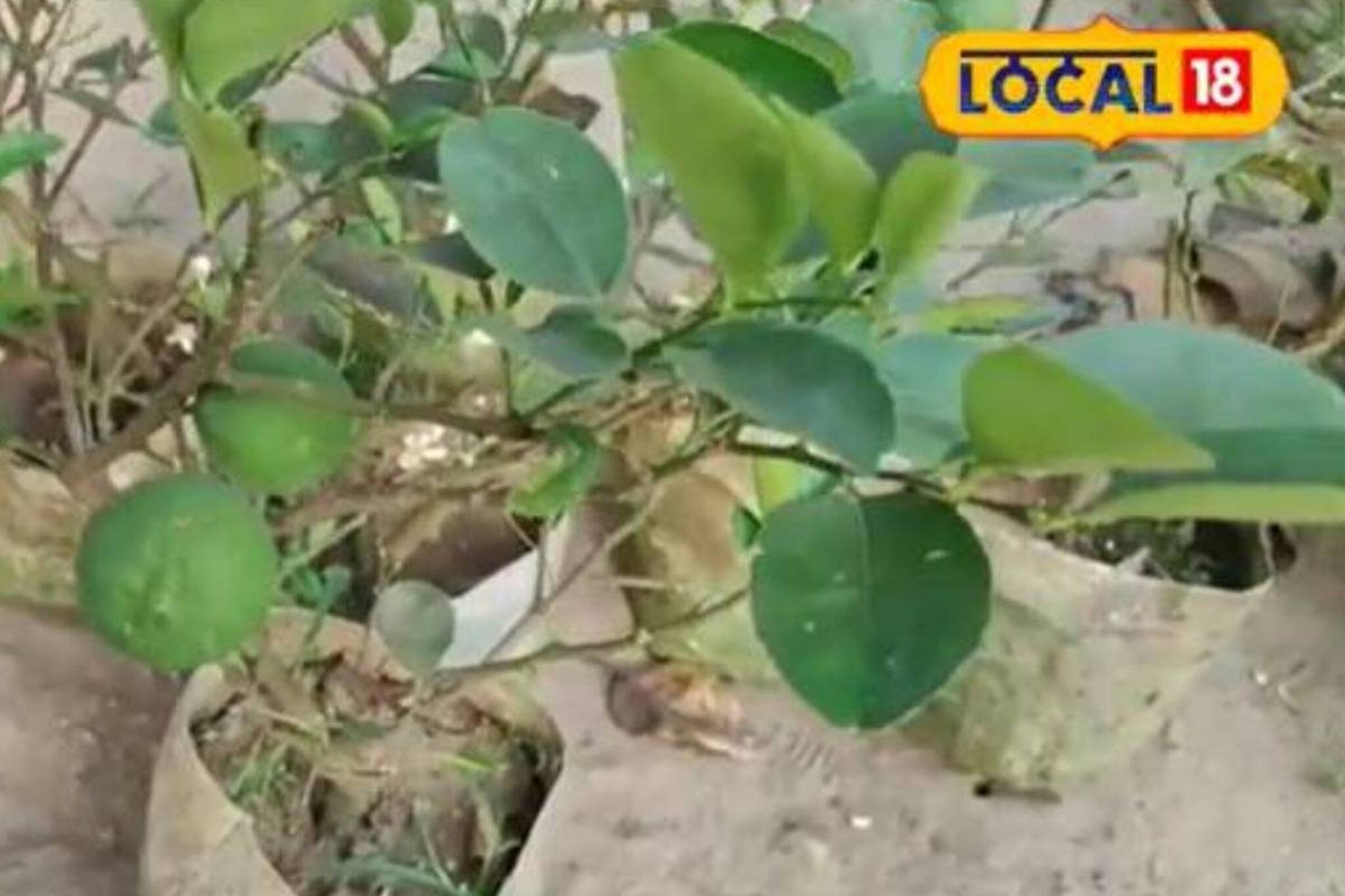 মাসে হাজার হাজার টাকা রোজগার হবে এই লেবু চাষ করে! কী ভাবে জানুন