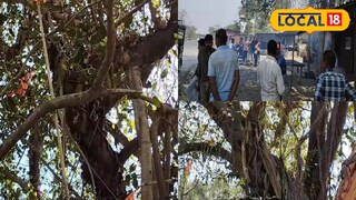 মন্দির ও বট গাছ