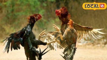 মোরগ লড়াই মোরগ লড়াই