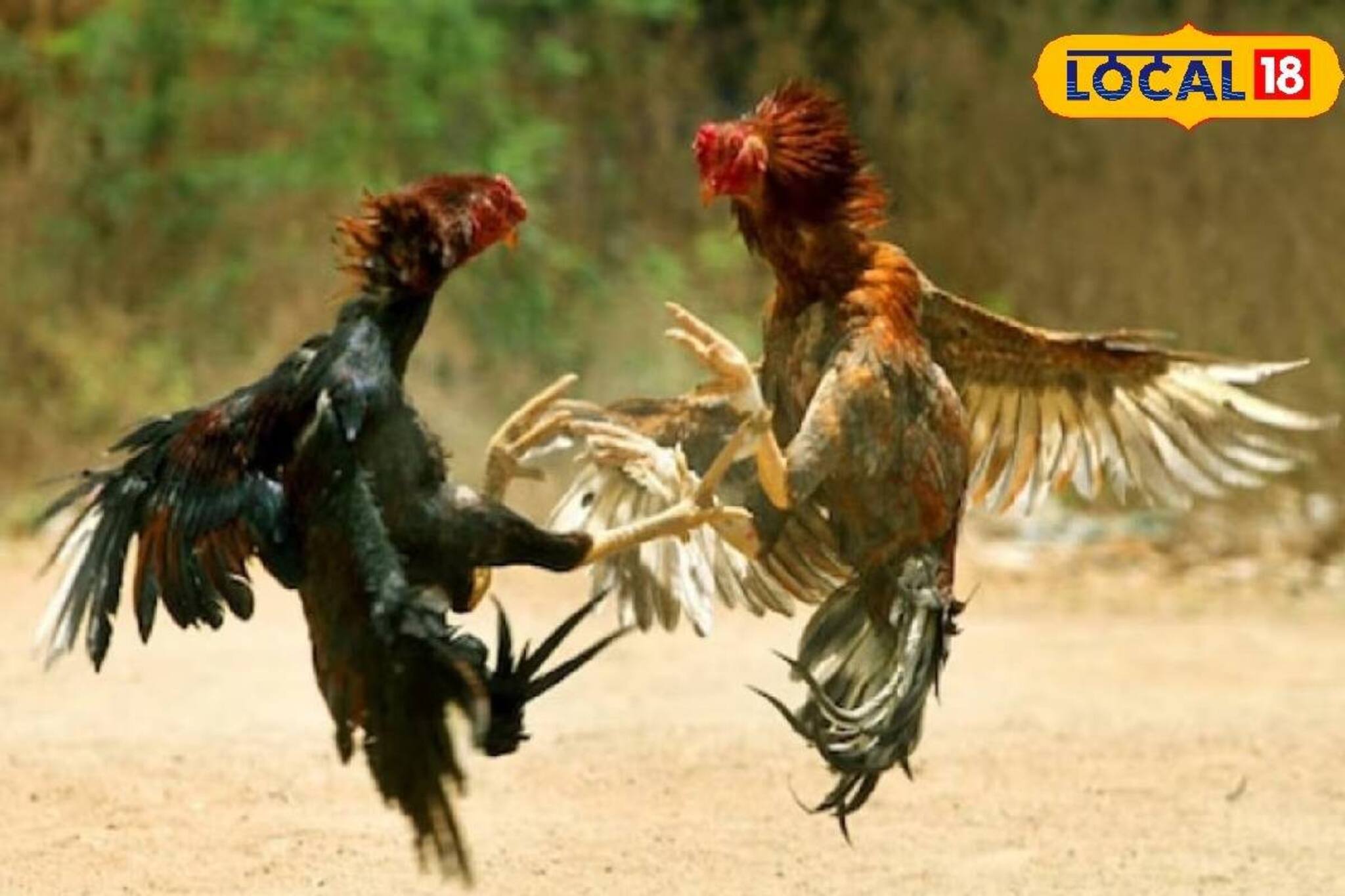 দুই মোরগের লড়াইয়ে চরম পরিণতি যুবকের...! নেশাই শেষমেশ কাড়ল প্রাণ