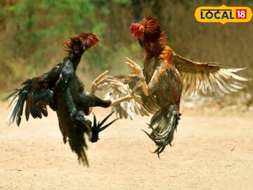 মোরগ লড়াই 