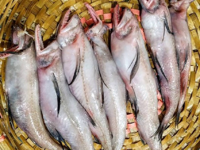 Loitta Fish Benefits: হেলদিফাইমি-র একটি রিপোর্ট অনুযায়ী, লোটে মাছ উচ্চ মানের প্রোটিনের একটি সমৃদ্ধ উৎস, যা পেশি-সহ শরীরের টিস্যুগুলির বৃদ্ধি, মেরামত এবং রক্ষণাবেক্ষণের জন্য প্রয়োজনীয়। 