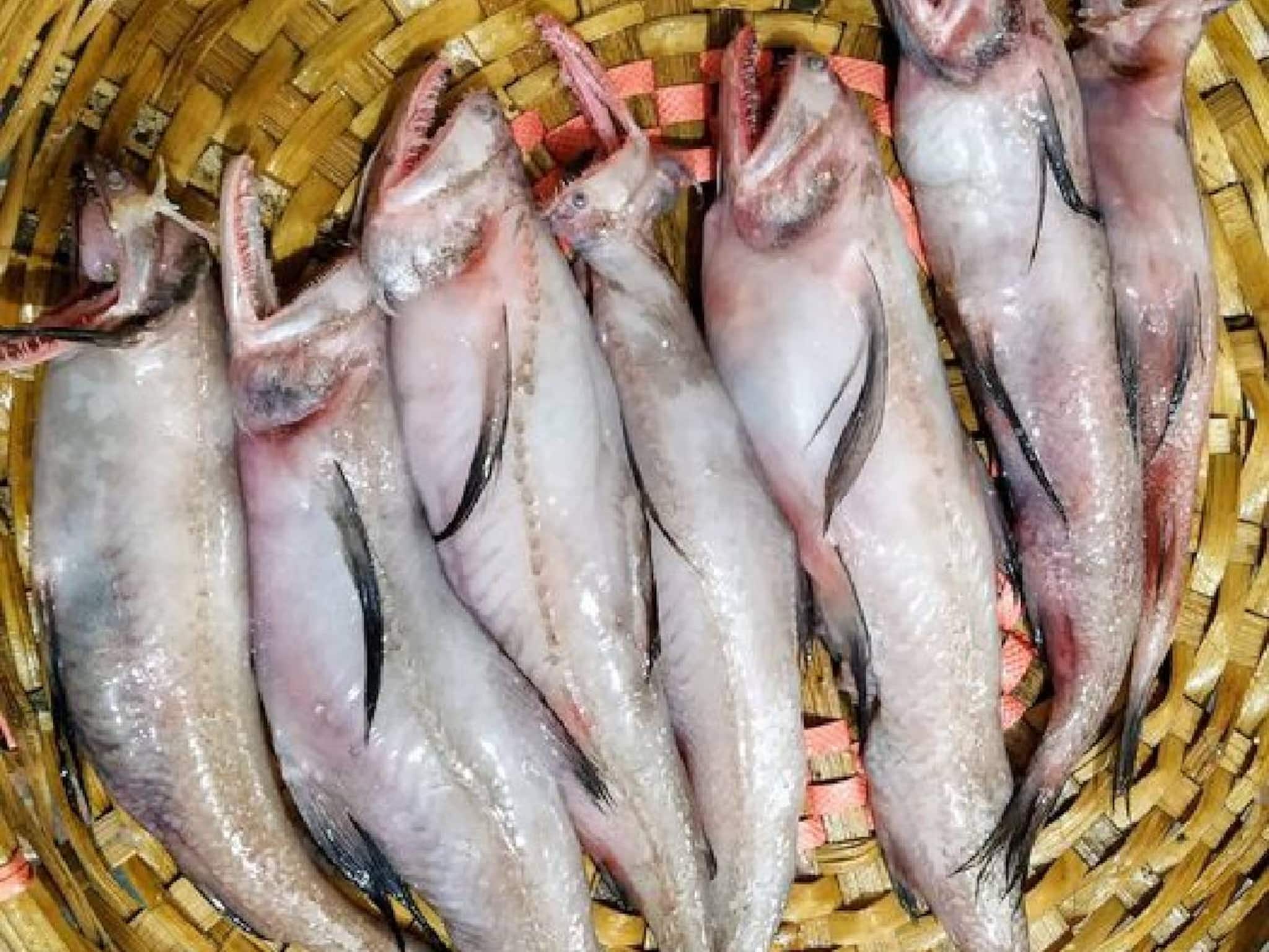 বাজারে দেখলেই নাক সিঁটকোন? এই মাছই গাঁট থেকে টেন বের করবে জেদি আথ্রাইটিস...! শীত-গ্রীষ্ম-বর্ষা সব সময় বাজারে