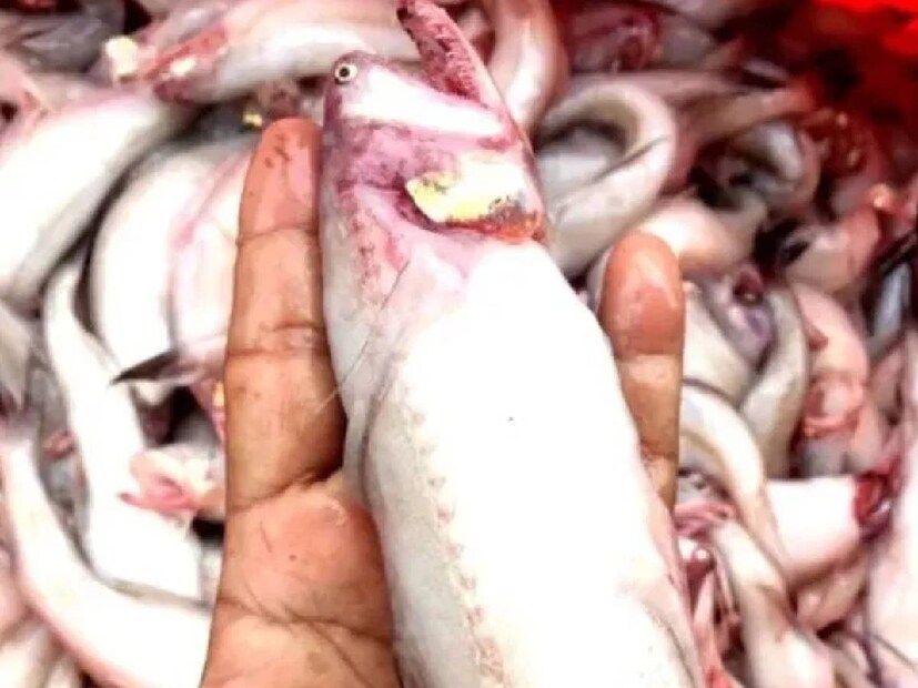 Loitta Fish Benefits: এই মাছে রয়েছে অতি উপকারী ওমেগা-৩-ফ্যাটি অ্যাসিড। শরীরের রক্তনালীকে পরিষ্কার রাখে। হার্টের সুস্বাস্থ্যের জন্যে ওমেগা-৩-ফ্যাটি অ্যাসিডের কাজ বহুমাত্রিক। আর্থ্রাইটিসের রোগীদের জন্য এই মাছ খুবই উপকারী। 
