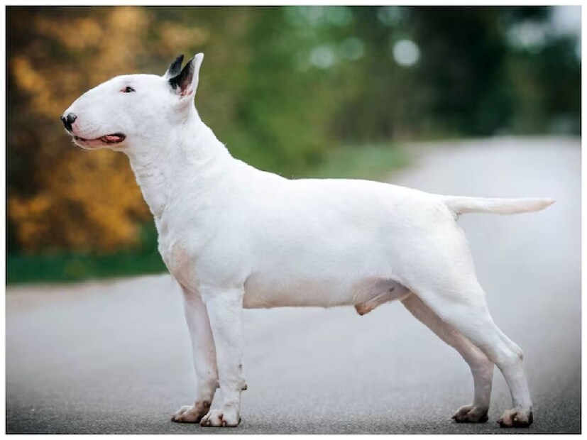  Bull Terrier: আমেরিকান হেয়ারলেস টেরিয়ার একটি অত্যন্ত স্মার্ট কুকুর৷ এর শরীরে লোম কম৷ তবে লোমশ ভ্যারিয়্যান্টেরও খোঁজ মেলে। এই অত্যন্ত সতর্ক প্রকৃতির, তার মালিকের চারপাশের সমস্ত বিষয়ের উপরে কড়া নজর রাখে। যখন টেরিয়ার দাঁড়ায়, তখন এর উচ্চতা ১২ থেকে ১৬ ইঞ্চির মধ্যে হয়। তাদের স্বাভাবিক ওজন ১২ কেজি পর্যন্ত। এরা ১৪ থেকে ১৬ বছর পর্যন্ত বাঁচে।