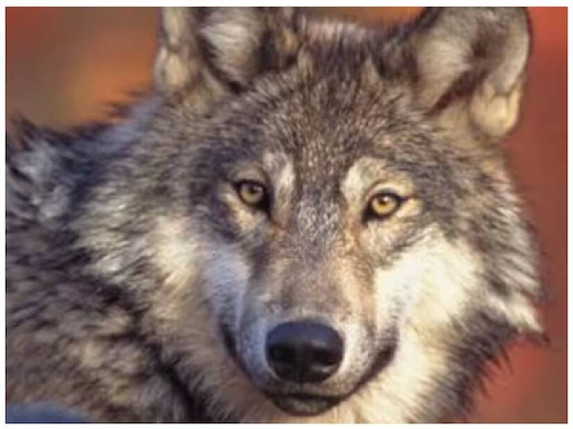 Wolf dogs: Wolf dogs হল নেকড়ে এবং কুকুরের মিশ্রণে তৈরি একটি প্রজাতির কুকুর। এরা দেখতে দুর্দান্ত। এই প্রজাতির কুকুররা আকারে বড়, সঠিকভাবে যত্ন না নিলে এরাও আক্রমণাত্মক হয়ে উঠতে পারে।