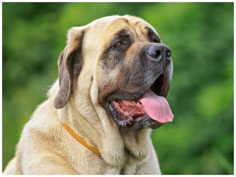 Mastiffs: মাস্টিফসকে বিদেশের অনেক দেশেই পারিবারিক কুকুর হিসাবে বিবেচনা করা হয়। এরা শান্ত প্রকৃতির৷ তবে যে সমস্ত বাড়িতে শিশু বা প্রবীণ সদস্যেরা থাকেন না, সেই বাড়ির জন্যই এই প্রজাতির কুকুররা ভাল৷ এদের বিশাল শরীরই এদের বিপজ্জনক করে তোলে। গৃহপালিত হওয়ার আগে, এগুলি শিকার এবং প্রাণীদের রক্ষার জন্য ব্যবহৃত হত।