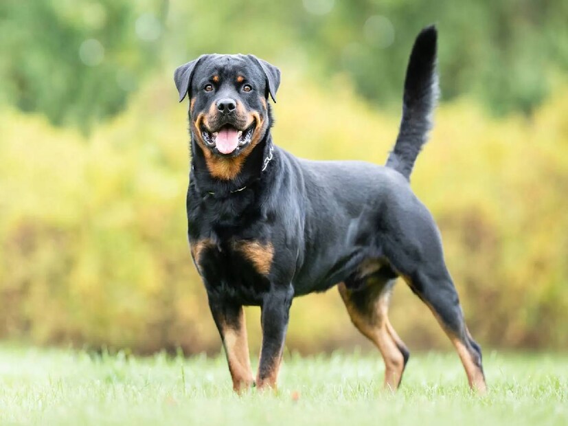 Rottweiler: এটি একটি জার্মান জাতের কুকুর। Rottweilers যতটা অনুগত, তারাও সমান বিপজ্জনক। Rottweilers সাধারণত শান্ত দেখায়, কিন্তু যদি তারা রেগে যায় বা কাউকে আক্রমণ করে তবে তাদের খপ্পর থেকে পালানো অসম্ভব। Rottweiler বিশ্বের সবচেয়ে বিপজ্জনক কুকুর মধ্যে গণ্য করা হয়৷