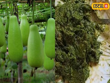 লাউ