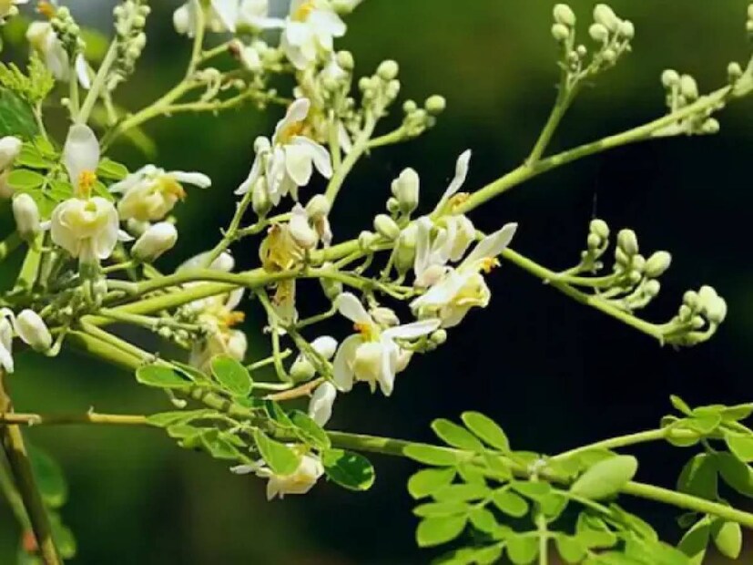 ভিটামিন এ, বি১, বি৬, সি, ফোলেট, ক্যালসিয়াম, পটাশিয়াম, আয়রন, ম্যাগনেসিয়াম, ফসফরাস, জিঙ্ক ইত্যাদি পুষ্টি উপাদান সজনে ফুলে পাওয়া যায়। যা অনেক রোগের সঙ্গে লড়াই করতে সাহায্য করে।