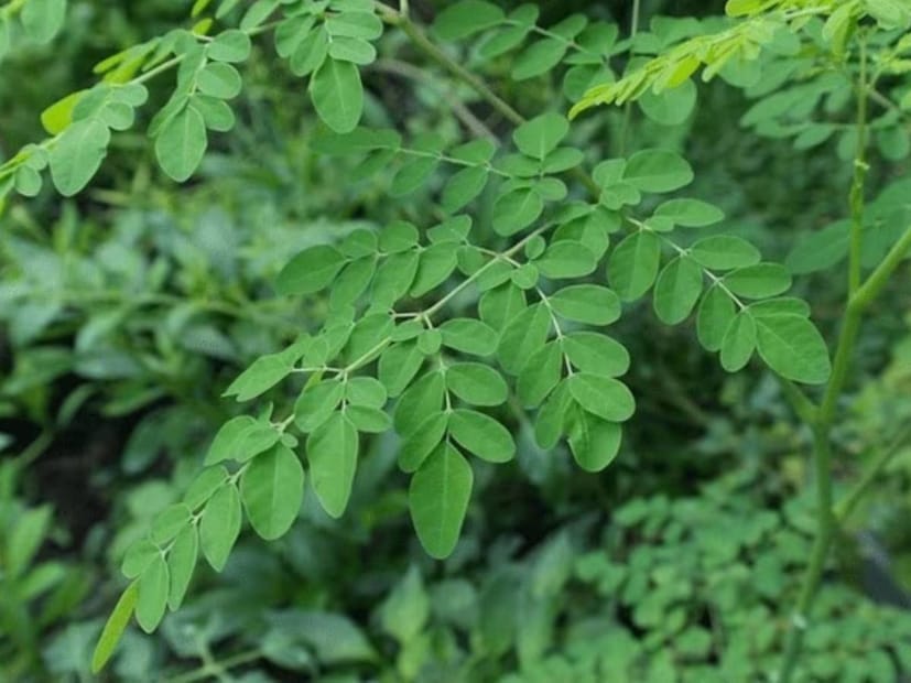 এছাড়াও এই ফুল চুলকে সুস্থ রাখতে এবং মুখের লালিত্য বাড়াতেও কার্যকর। এর সেবন অনেক ধরনের চর্মরোগেও সাহায্য করে। এটি খেলে মেদ বাড়ে না। এটি শরীরের পরিপাকতন্ত্রকেও শক্তিশালী করে।