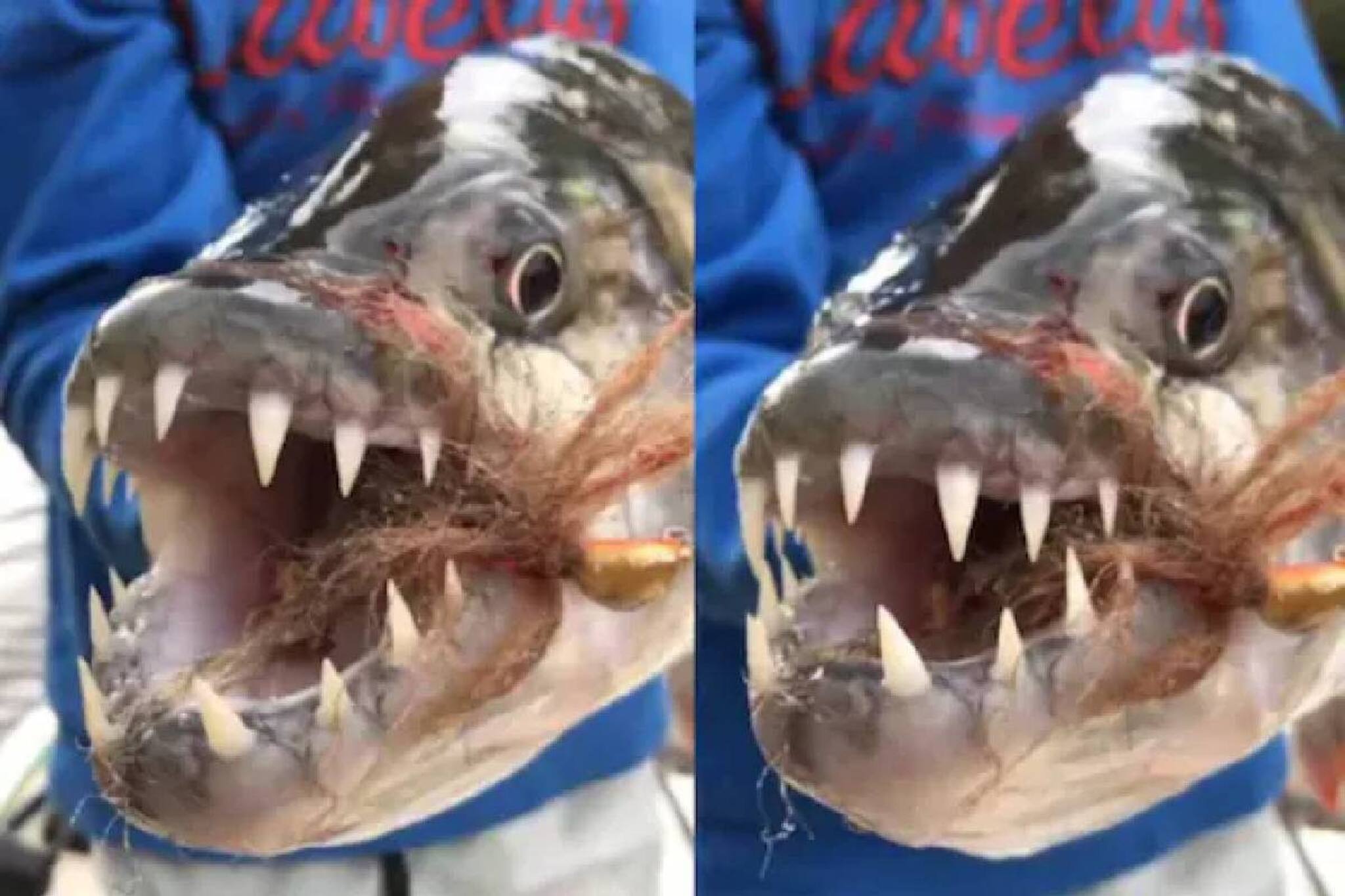 না পিরানা, না হাঙড়! ৩০ সেকেন্ডে একটা কুমিরের হাড়গোড় চিবিয়ে ফেলতে পারে এই মাছ