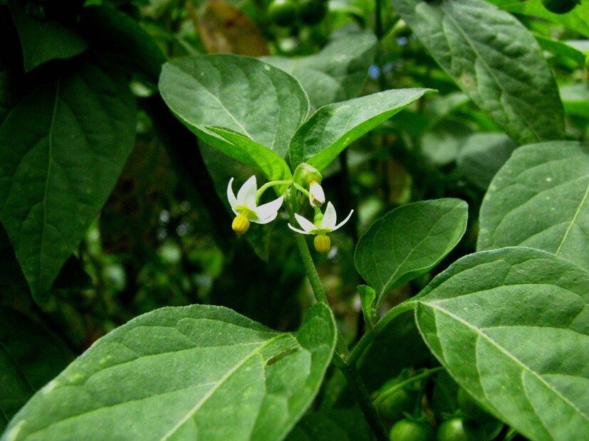 *হোমিওপ্যাথি চিকিৎসাবিদ্যায় বেলাডোনা নামে একটি দুর্দান্ত ওষুধ রয়েছে। আর এই ওষুধ তৈরি হয় ইউরোপ অথবা হিমালয় পার্বত্য অঞ্চলে প্রাপ্ত অ্যাট্রোপা বেলাডোনা গাছ থেকে। সাধারণ যা বেলাডোনা অথবা ভয়ঙ্কর নাইটশেড নামে পরিচিত। সংগৃহীত ছবি।