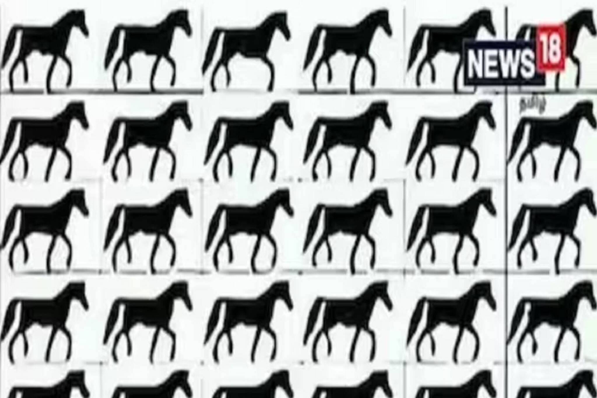 ছবিতে এতগুলি ঘোড়ার ভিড়ে লেজবিহীন ঘোড়াটিকে দেখতে পাচ্ছেন?