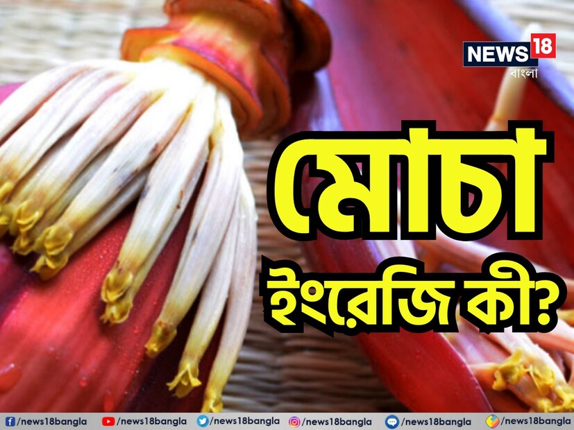 মোচার ইংরেজি কিন্তু অনেকের কাছেই অজানা। মোচাকে চলতি ইংরেজিতে অনেকেই Bnana Flower বলে থাকে। এটি পুরোপুরি ভুল না হলেও মোচার নির্দিষ্ট ইংরেজি নাম রয়েছে।