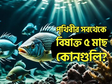 বলুন তো, পৃথিবীর সবথেকে বিষাক্ত ৫ মাছ কোনগুলি? খাওয়ার কথা ভুলেও ভাববেন না