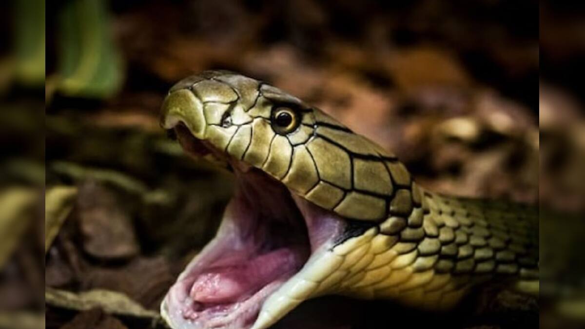 What Smells Do Snakes Hate পৃথিবীতে এমন কোন জিনিস রয়েছে, যার গন্ধে