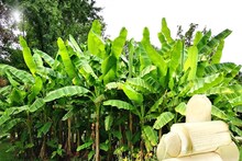 খেতে ভাল লাগুক বা না লাগুক, কলা গাছের থোড় এই ভয়ানক রোগ থেকে রেহাই দেবেই! জানুন