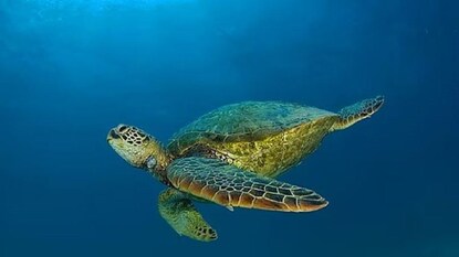 প্রতীকী ছবি৷ প্রতীকী ছবি৷