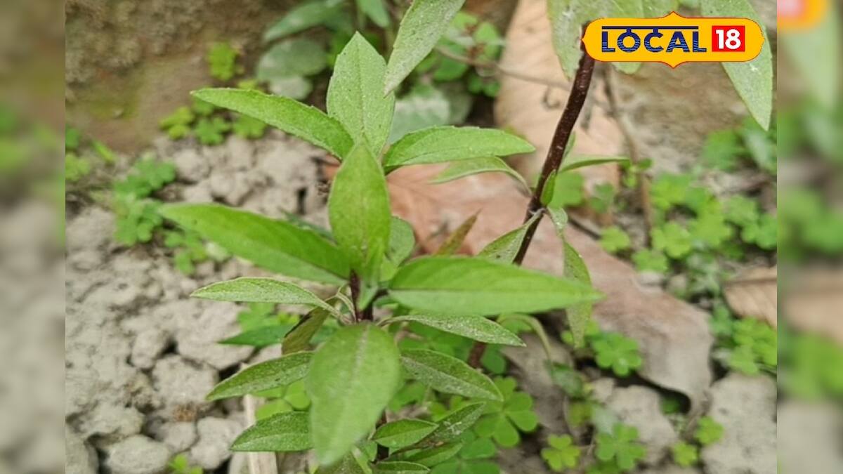 Camphor Tulsi is naturally used to repel mosquitoes and flies as well