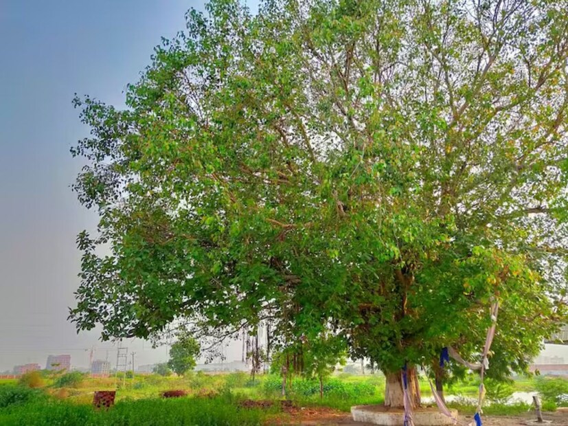 অসুস্থতা যদি আপনার বাড়ি ছেড়ে না যায়, তবে এর একটি কারণ হতে পারে পিতৃদোষ। পিতৃদোষ দূর করতে শুক্রবার সন্ধ্যায় অশ্বত্থ গাছে এক বাটি জল নিয়ে যান। সেই জলে কিছু চিনি বা অন্য মিষ্টি মিশিয়ে অশ্বত্থ গাছের গোড়ায় রাখুন। এতে দোষ দূর হবে বলেই জানালেন জ‍্যোতিষবিদ। 