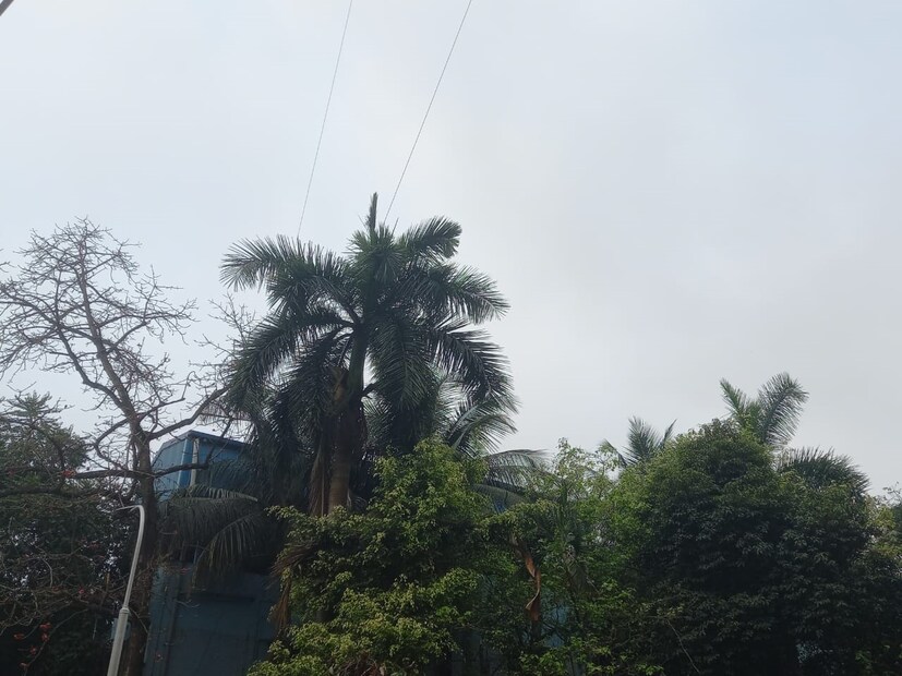 আজ শনিবার, রবিবার ও মঙ্গলবার বৃষ্টি বেশি হওয়ার সম্ভাবনা। তবে উত্তরবঙ্গে শুষ্ক আবহাওয়া থাকবে। নতুন করে পশ্চিমী ঝঞ্ঝা ঢুকবে বুধবার ২০ মার্চ। এছাড়াও ঘূর্ণাবর্ত রয়েছে ওড়িশা, কর্ণাটক এবং অসমে। 