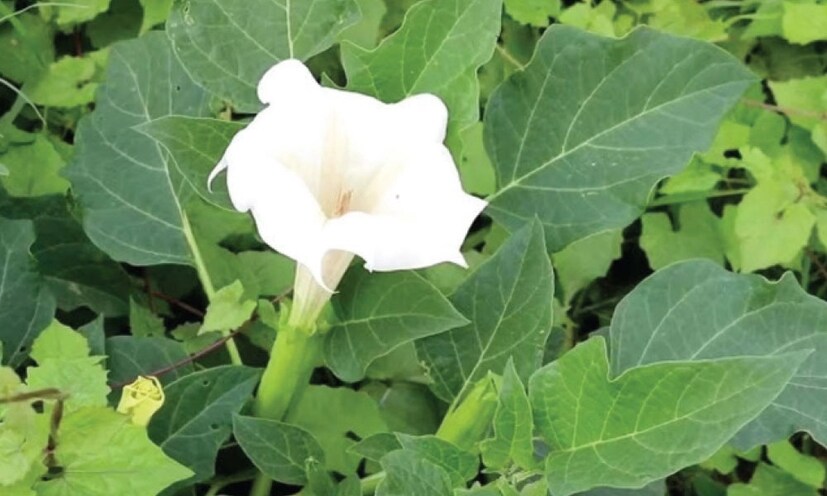 মহাশিবরাত্রিতে ধুতরা গাছ লাগান-ভগবান ভোলেনাথকে নিবেদিত জিনিসগুলির মধ্যে একটি হল ধুতরা। জ্যোতিষশাস্ত্র অনুসারে, মহাশিবরাত্রির দিন বাড়িতে ধুতরা গাছ লাগানো খুবই শুভ। বাস্তুশাস্ত্র অনুসারে ঘরে কাঁটাযুক্ত গাছ লাগানো উচিত নয়, তবে ধতুরা হল একমাত্র গাছ যা ঘরে লাগালে সুখ, সমৃদ্ধি আসে এবং বাড়ির সমৃদ্ধি বৃদ্ধি পায়।