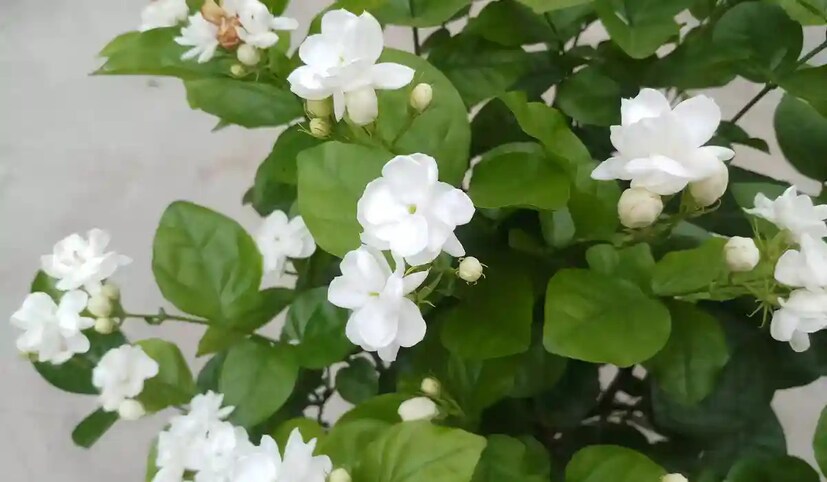 মহাশিবরাত্রিতে বাড়িতে মোগরা গাছ লাগান-জ্যোতিষশাস্ত্র অনুসারে মহাশিবরাত্রির দিন বাড়িতে মোগরা গাছ লাগানো খুবই শুভ বলে মনে করা হয়। মোগরা মা পার্বতীর প্রিয় ফুল। এমন অবস্থায় বাড়িতে মোগরা গাছ লাগালে মা পার্বতী-সহ ভগবান শিবের আশীর্বাদ পাওয়া যায় এবং আপনার বিবাহিত জীবন সুখে কাটে।