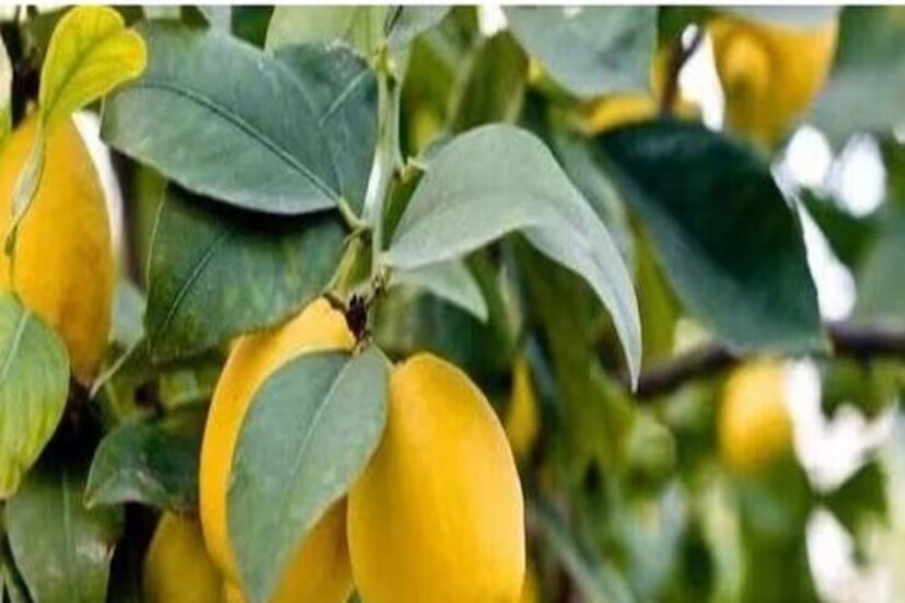 লেবুপাতার অ্যান্টি ইনফ্লেম্যাটরি বৈশিষ্ট্য শরীরে ইনফ্লেম্যাশন কমায়। আর্থ্রাইটিস, ইনফ্লেম্যাটরি ডিজঅর্ডার, ইনফ্লেম্যাটরি বাওয়েল ডিজিজ-সহ অন্যান্য সমস্যা দূর করে।