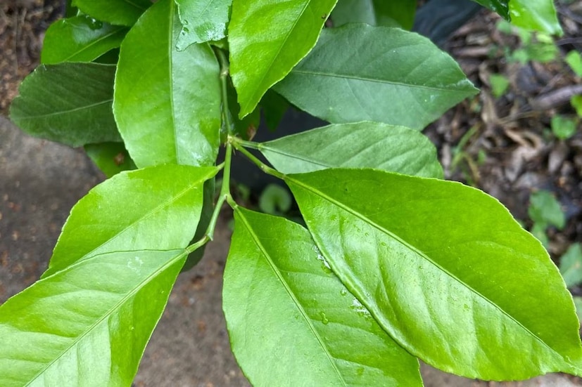 লেবুপাতার যৌগ সাহায্য করে হজমে। পরিপাকজনিত অস্বস্তি দূর করে। গ্যাসে পেট ফাঁপা, বদহজমের সব সমস্যা দূর করে লেবুগাছের পাতা।
