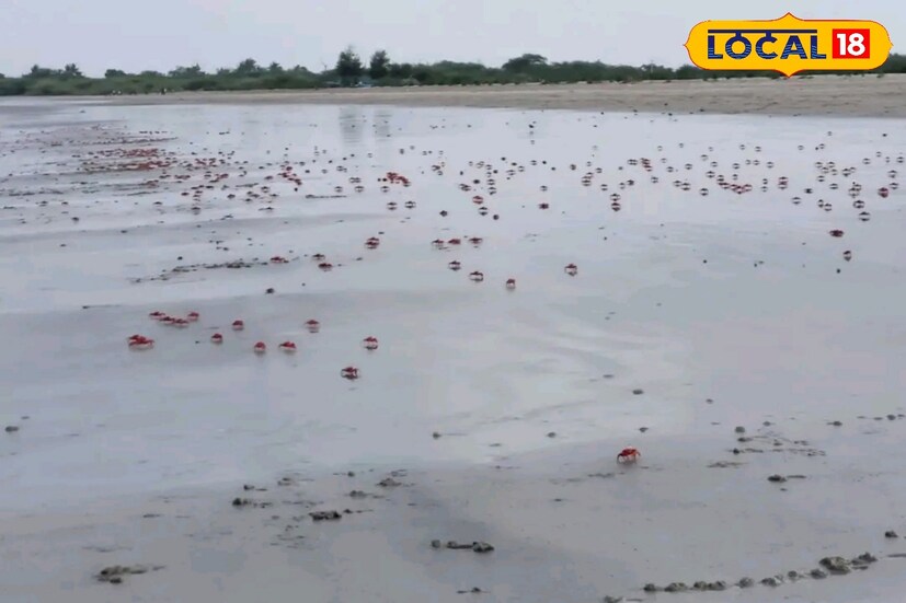 নামখানা থেকে গাড়িতে চেপে আপনি পৌঁছে যেতে পারেন এখানে। নির্জন সৈকতে টেন্টে থাকার মজা নিতে আপনাকে আসতে হবে লালগঞ্জে। 