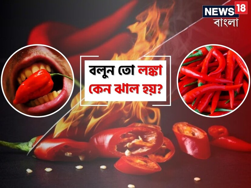 লঙ্কা এমন এক উপাদান যা রান্নাঘরে না থাকলে রান্নার স্বাদ খোলে না। আবার এই লঙ্কাই শুধু মুখে দিলে বাপ বাপ বলে ছুটতে হয়।