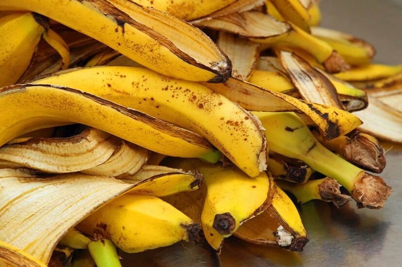 কলার খোসায় প্রচুর পটাশিয়াম, ফসফরাস, ক্যালসিয়াম আছে। কলার খোসা ফেলে না দিয়ে জলে মজিয়ে মিশ্রণ তৈরি করুন। তার পর গাছের মাটিতে দিন। বাড়বে উর্বরতা।