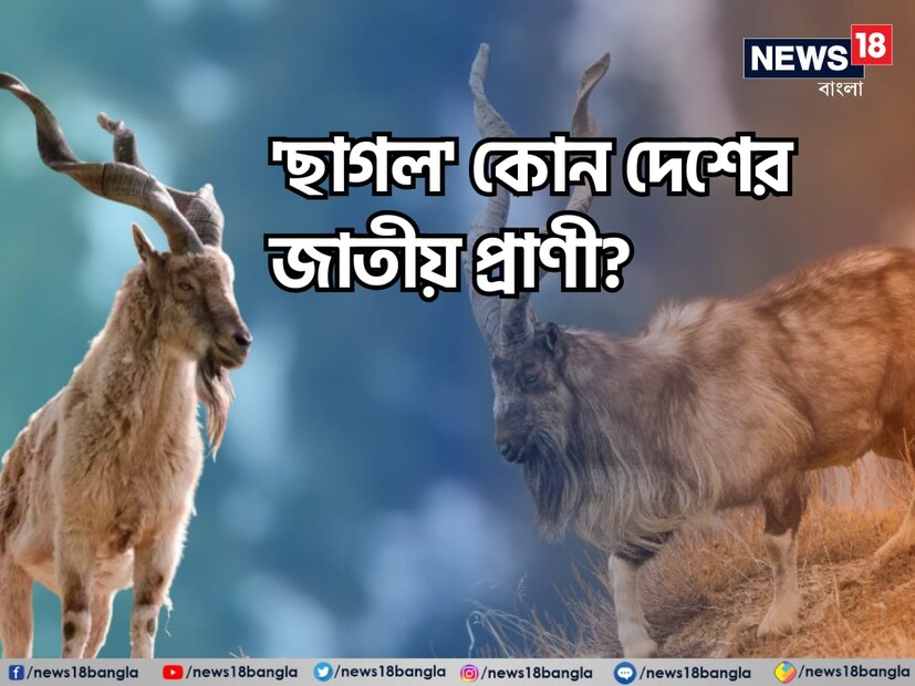 প্রতিটি দেশই নির্দিষ্ট একটি প্রাণীকে তাদের জাতীয় পশু নির্বাচন করে। বলুন তো, 'ছাগল' কোন দেশের জাতীয় প্রাণী। এই প্রশ্নের উত্তর কিন্তু অনেকের কাছেই অজানা।
