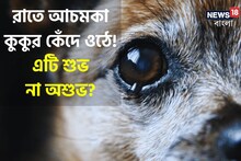 রাতে আচমকা কুকুর কেঁদে ওঠে! এটি শুভ না অশুভ? আসল কারণ জানলে চমকে উঠবেন
