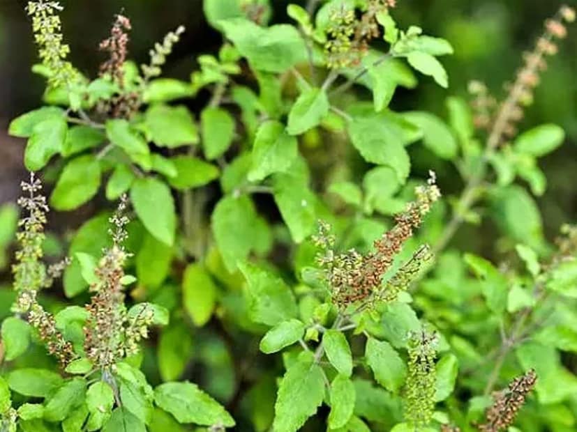 সপ্তাহে একবার বা দু’বার চালের জল অথবা কলার খোসা মিশ্রিত জল দিয়ে পাতা এবং গাছের কাণ্ডে স্প্রে করুন। এতে যা পুষ্টি রয়েছে, তা গাছকে বাড়তে সাহায্য করে।
